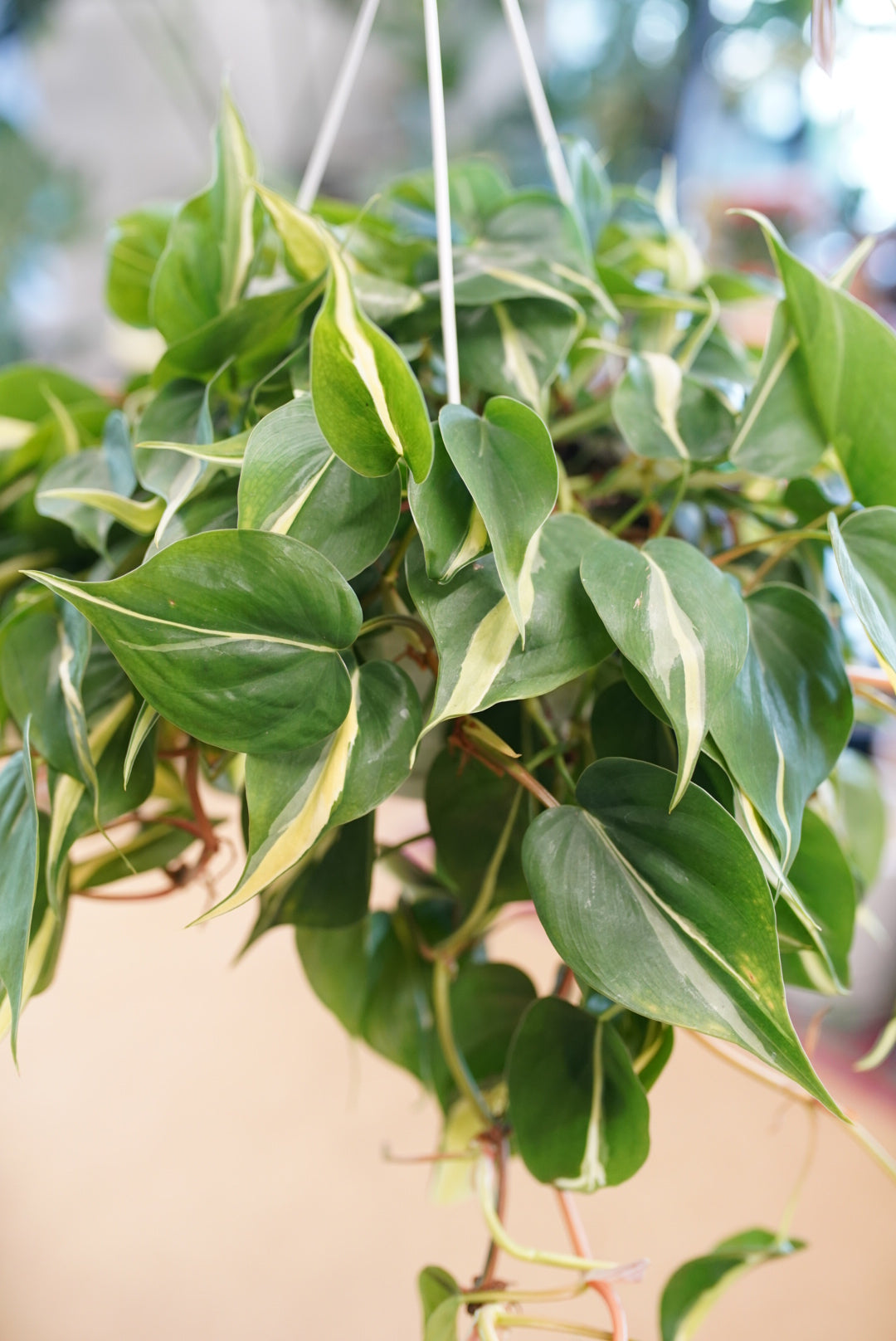 Philodendron Rio