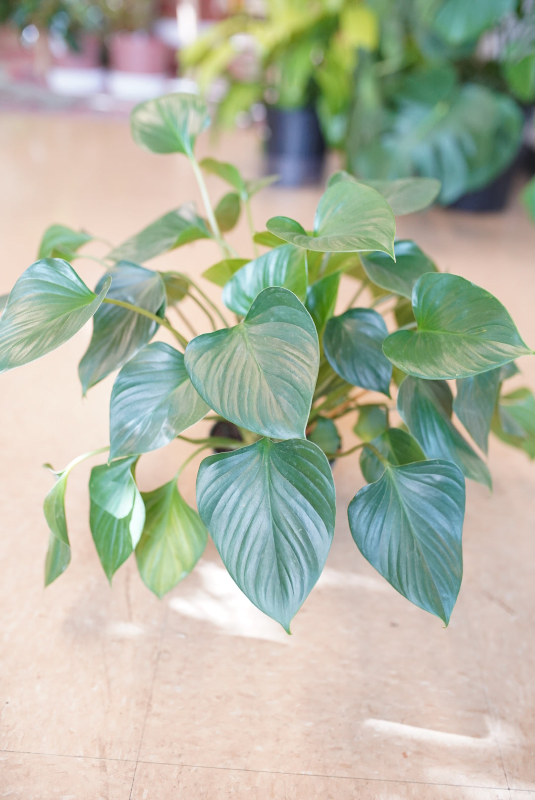 Homalomena Emerald Gem