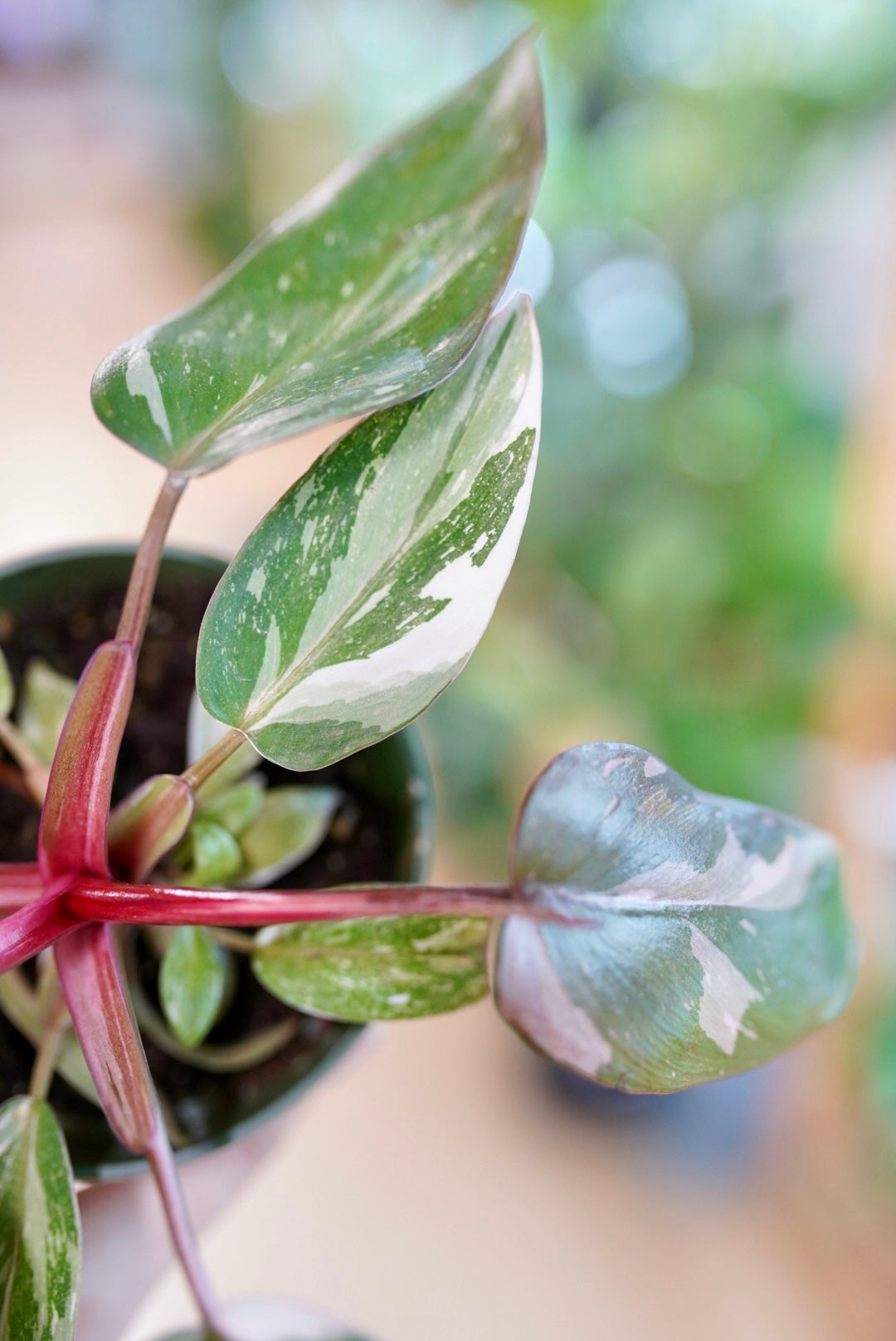 Pink Princess Philodendron Marble