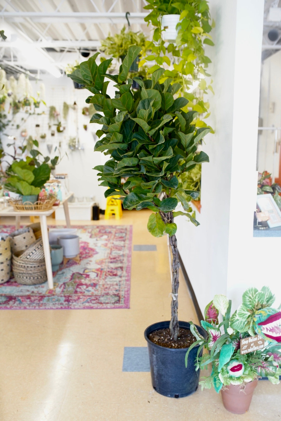 Ficus Lyrata 'Little Fiddle' w/ Braided Trunk