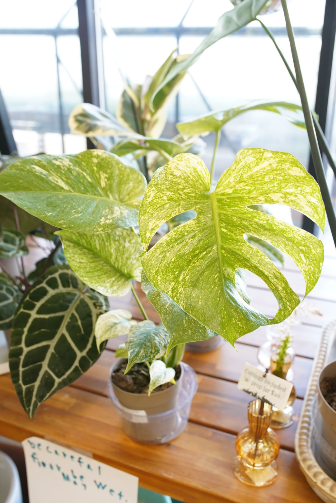 Monstera deliciosa 'White Monster'