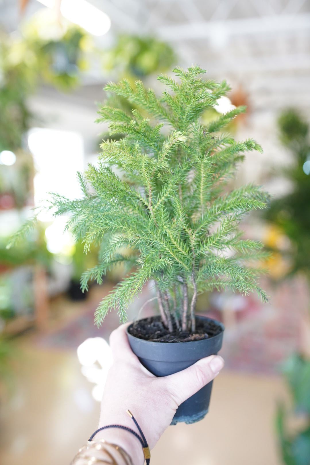 Norfolk Pine