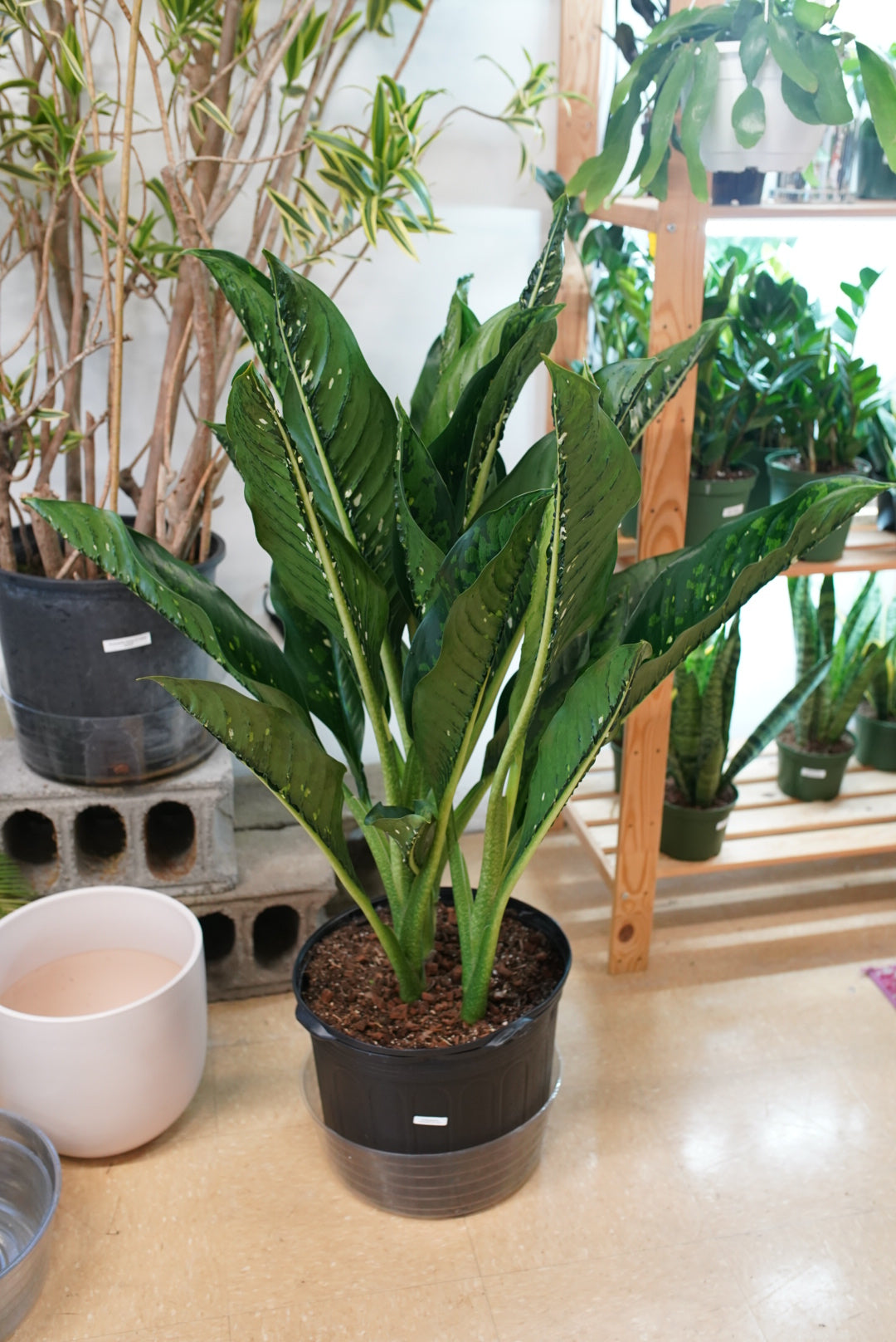 Dieffenbachia Crocodile
