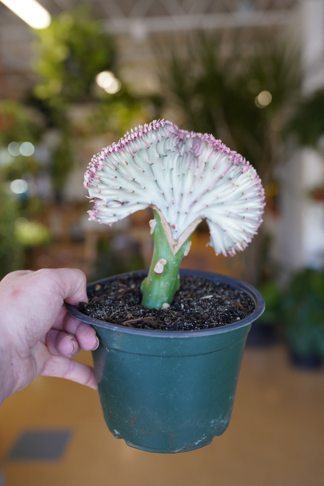 Euphorbia Lactea - Coral Cacti (grafted)