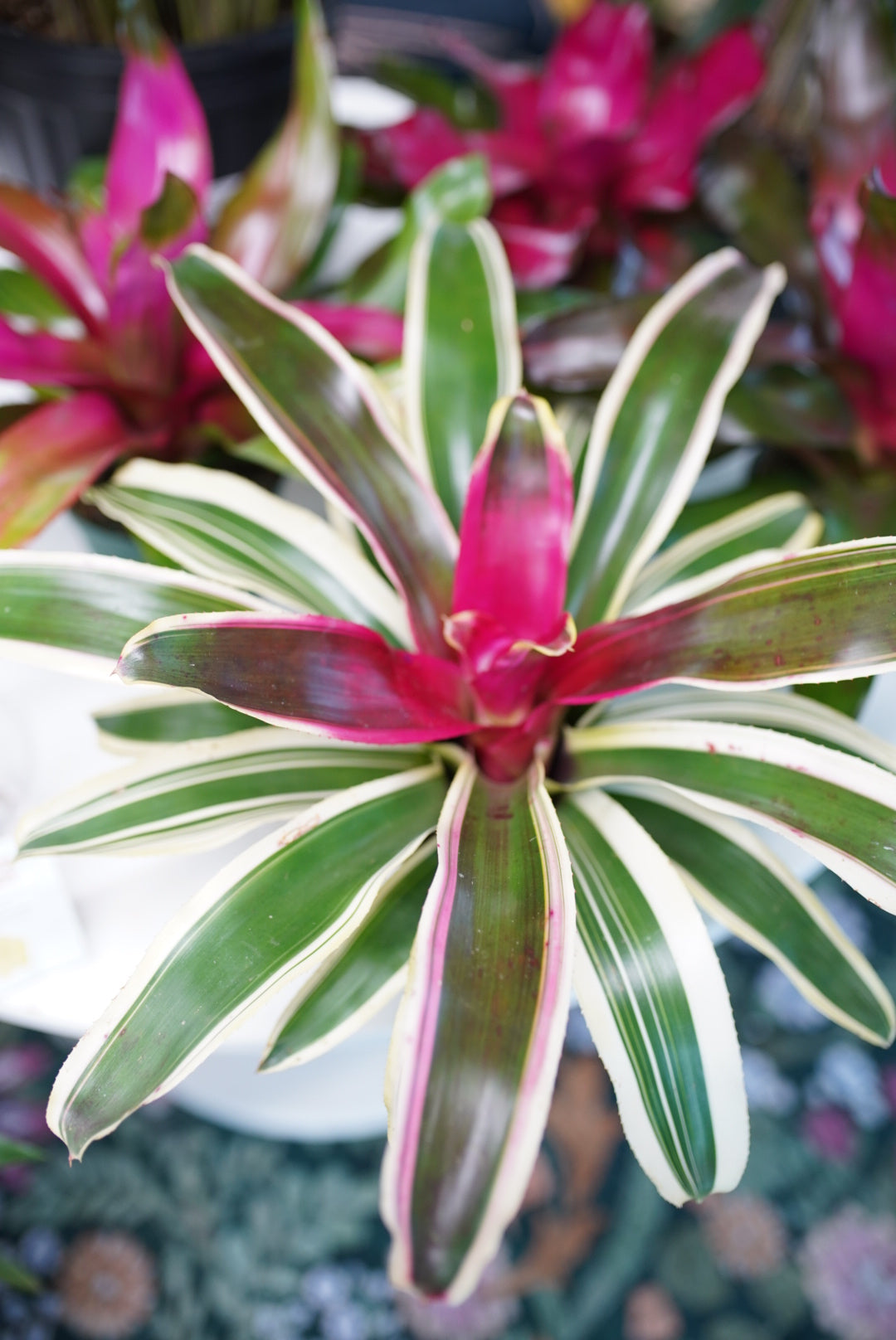 Bromeliad 'Danger'