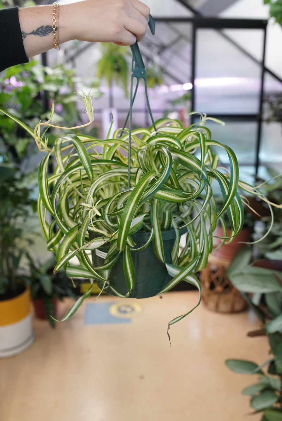 Bonnie Spider Plant (curly)
