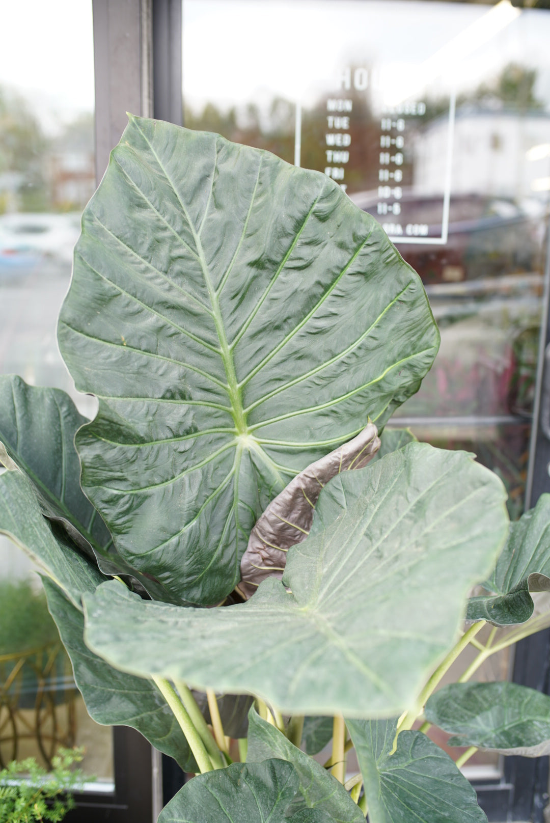 elephant ear plant alocasia regal shield Alocasia Regal Shield