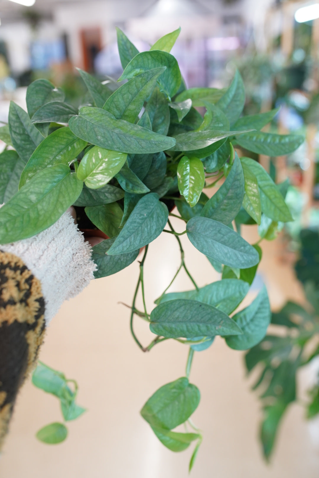 Cebu Blue Pothos | Epipremnum pinnatum