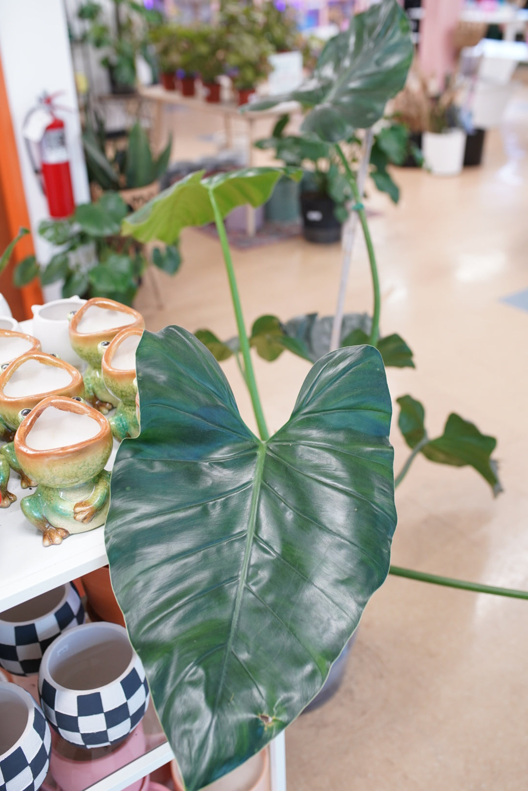 Philodendron Giganteum