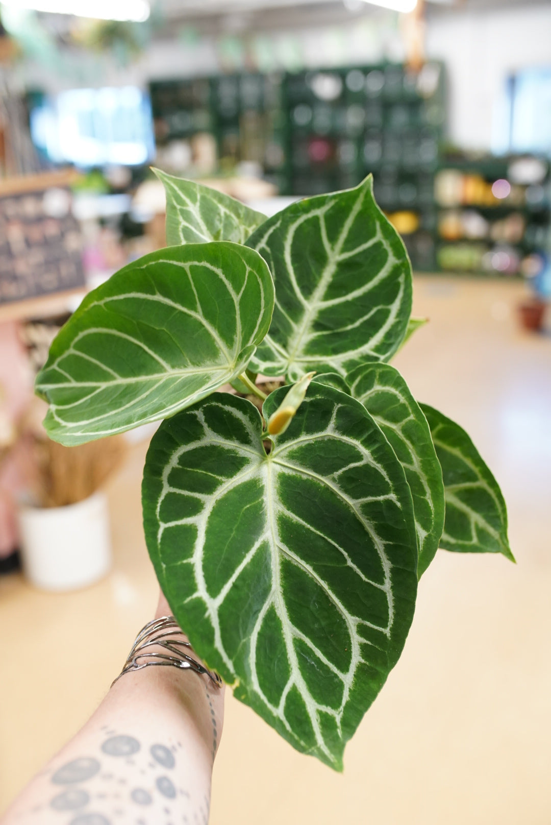 Anthurium crystallinum 'silver bush'