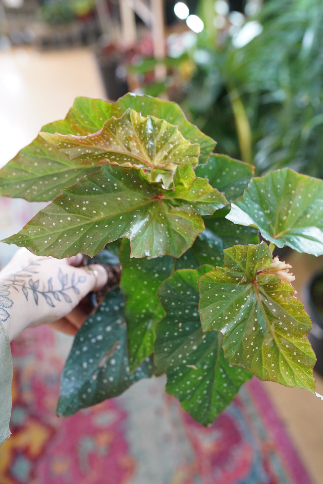 Begonia 'Gypsy Rose'