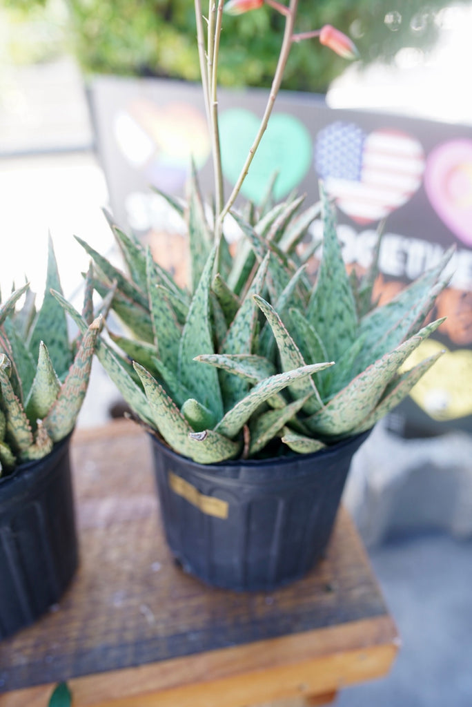 Pink Blush Aloe