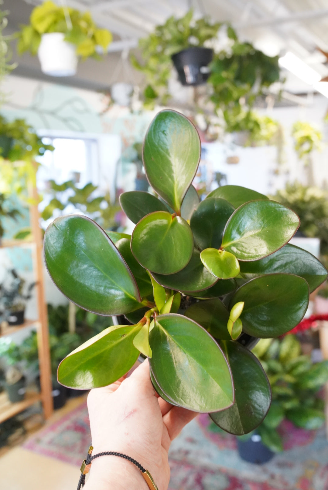 Peperomia Red Margin