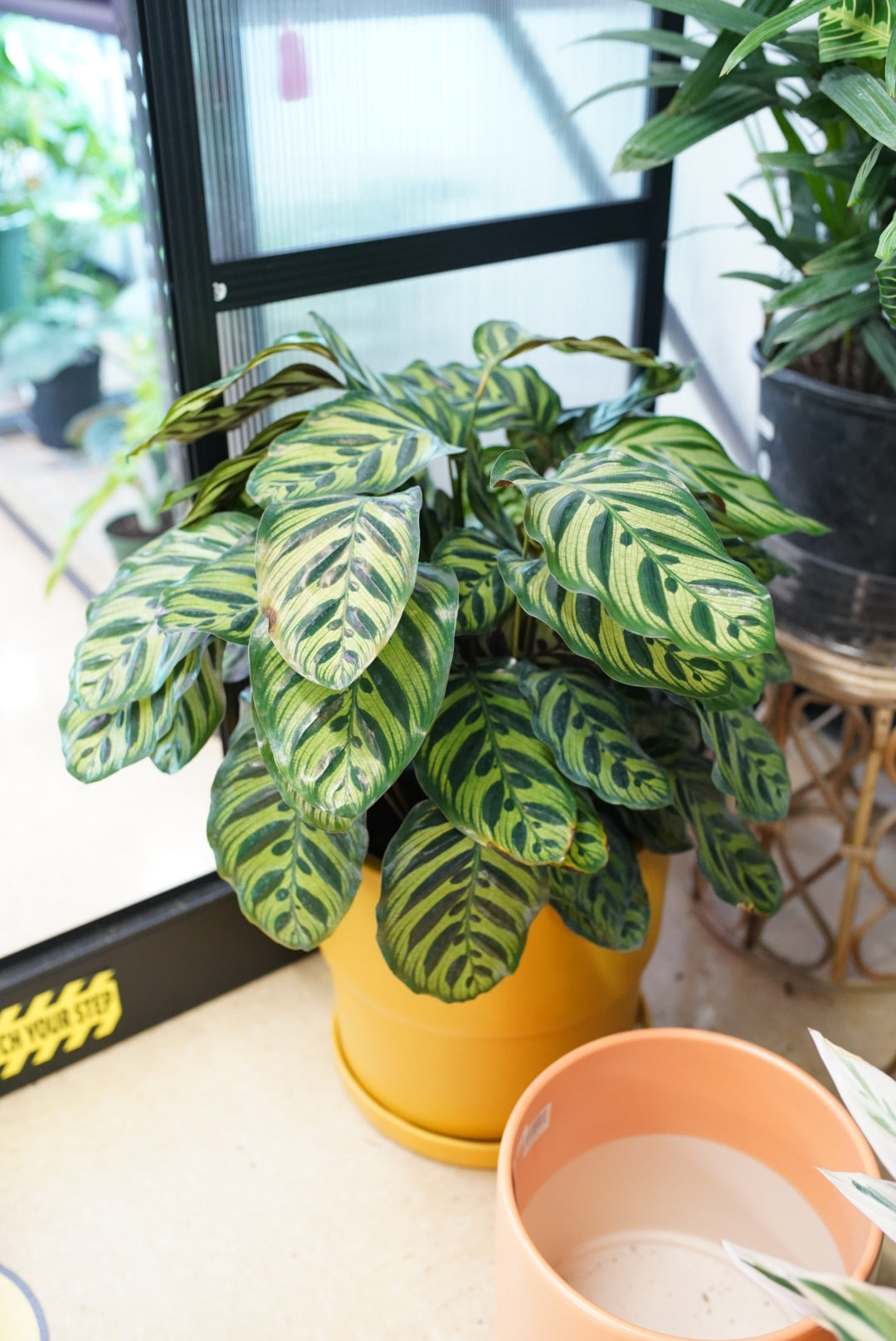 Calathea Makoyana (Peacock)
