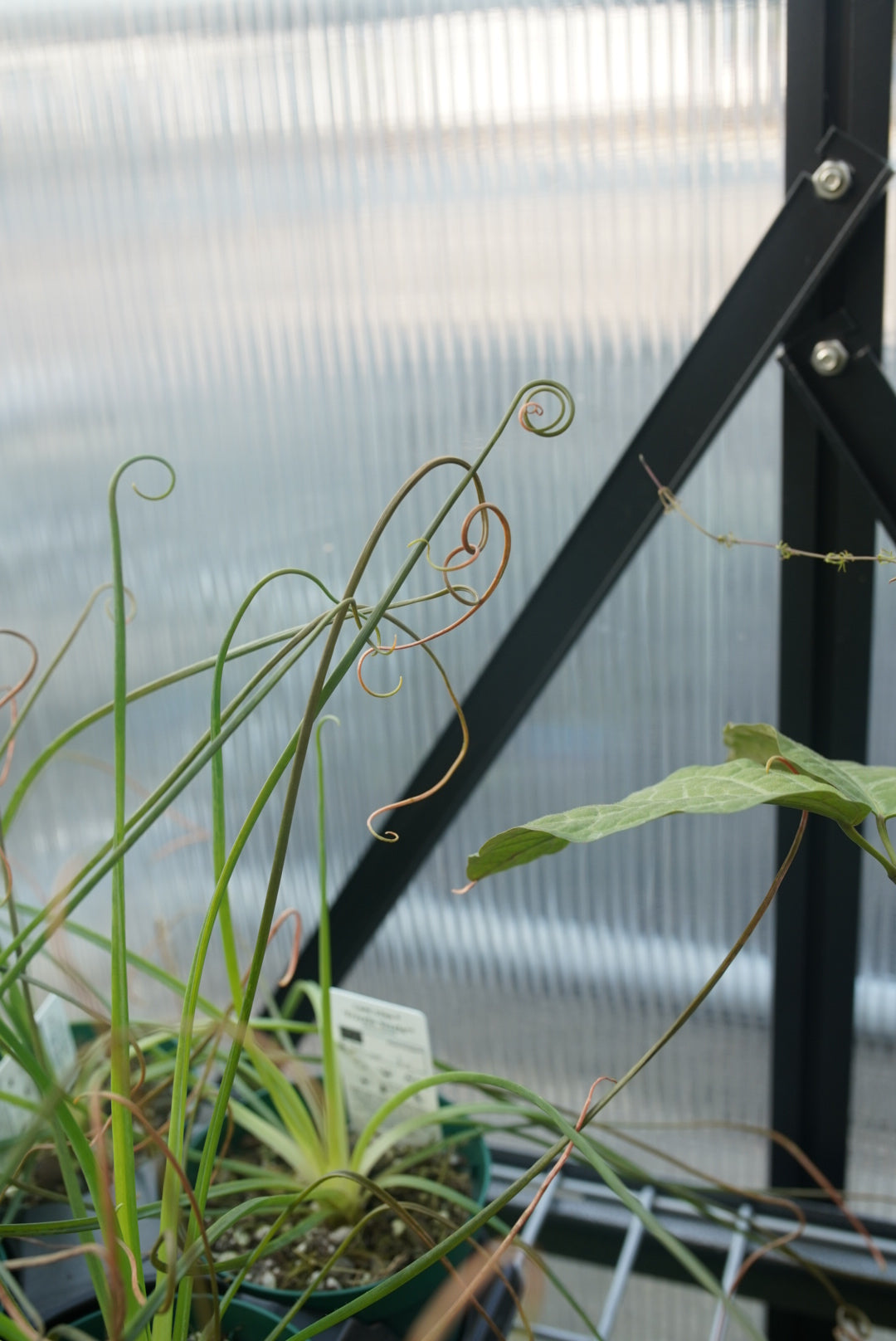 Albuca ‘Frizzle Sizzle’ (Albuca spiralis)
