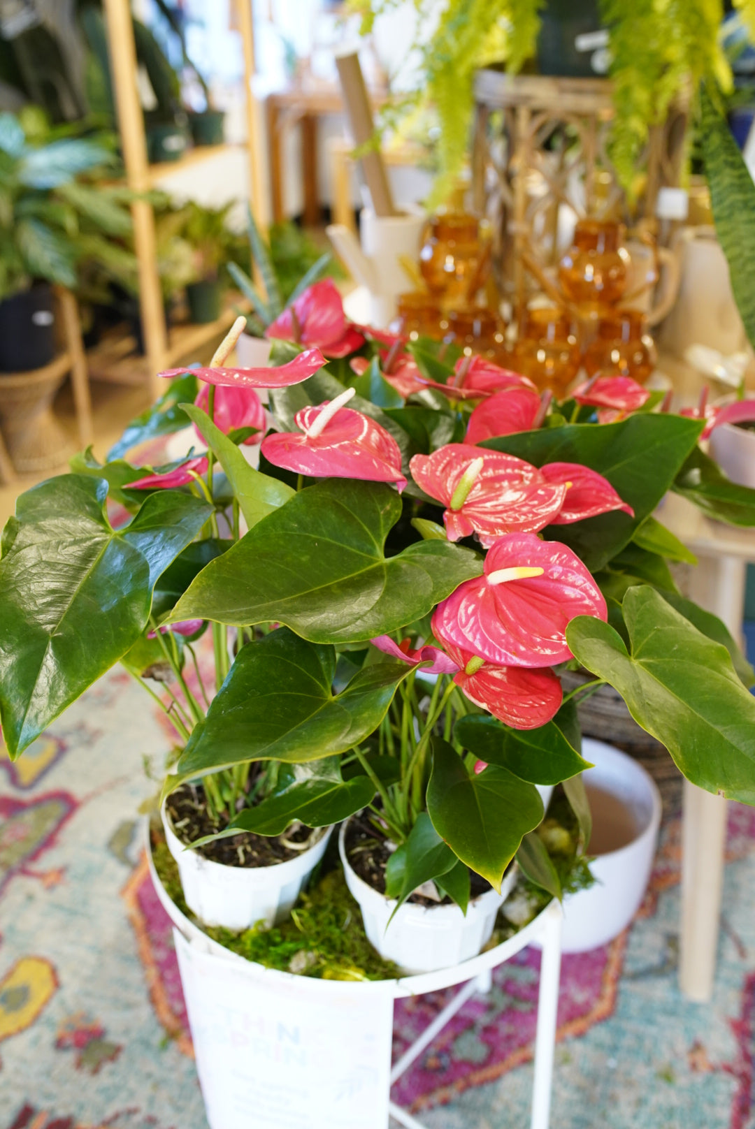 Anthurium 'Pink'