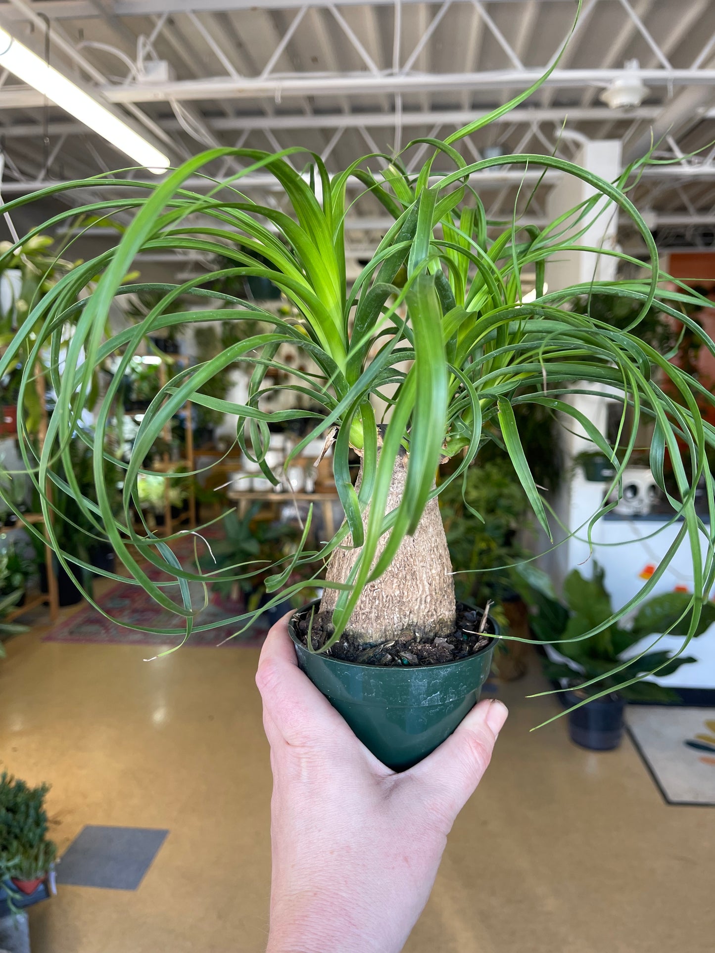 Ponytail Palm