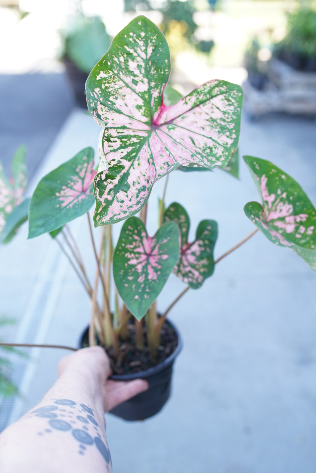 Caladium Pink Splash