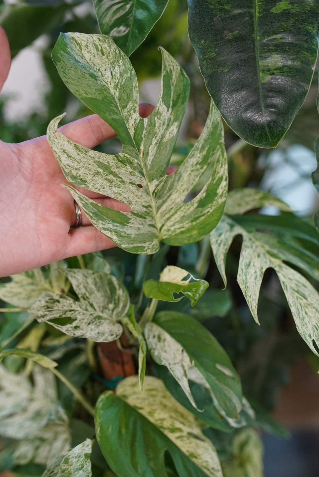 Epipremnum pinnatum 'Marble Flame'