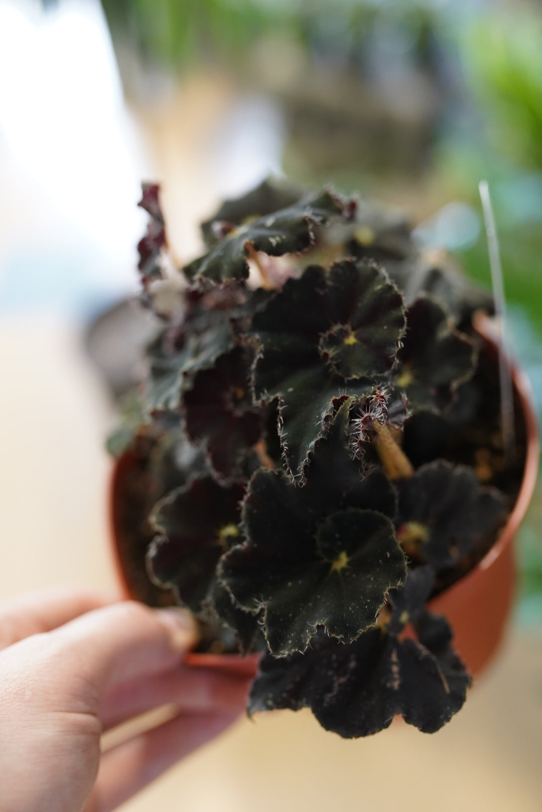 Dark Mambo Begonia