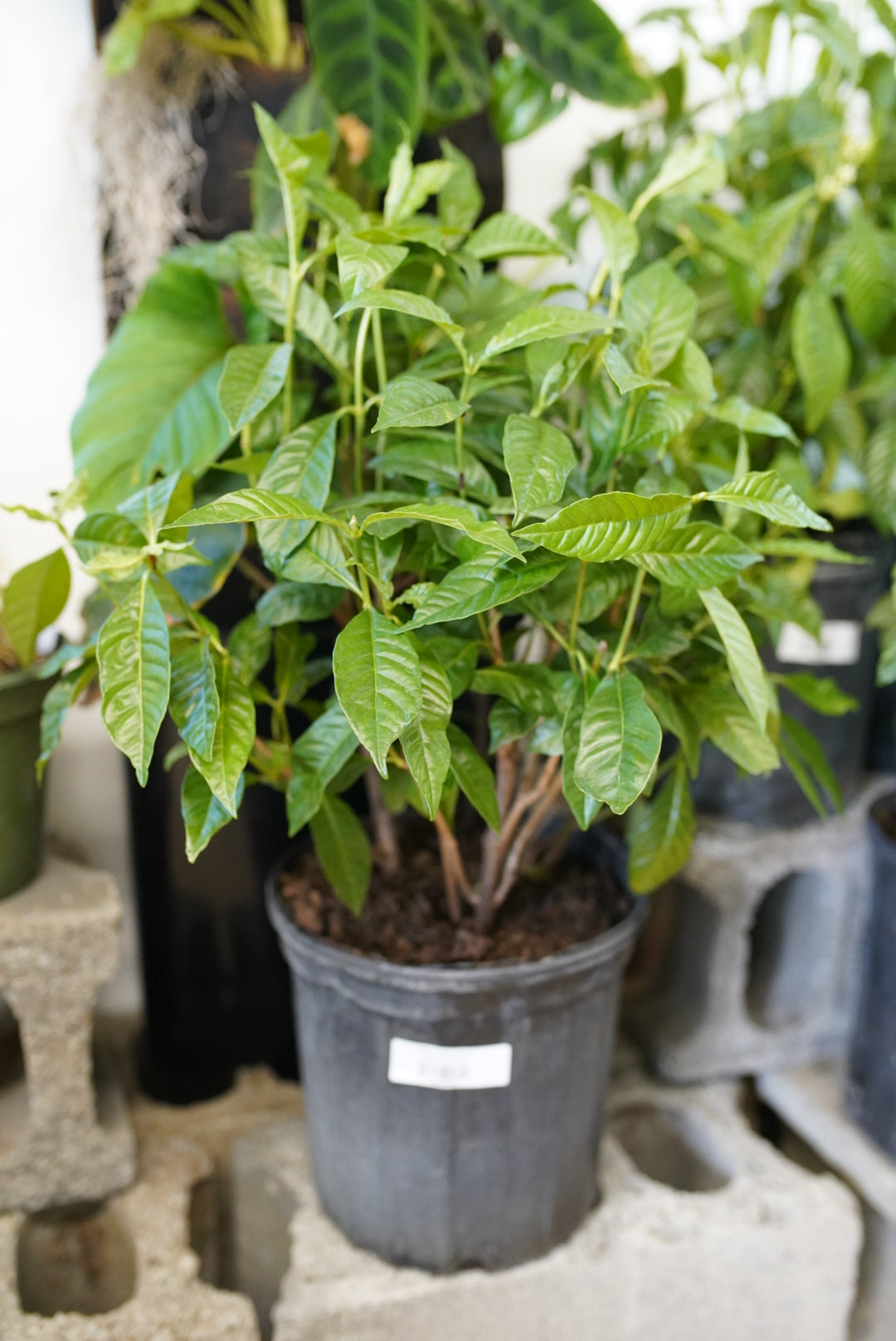 Wild Coffee Plant