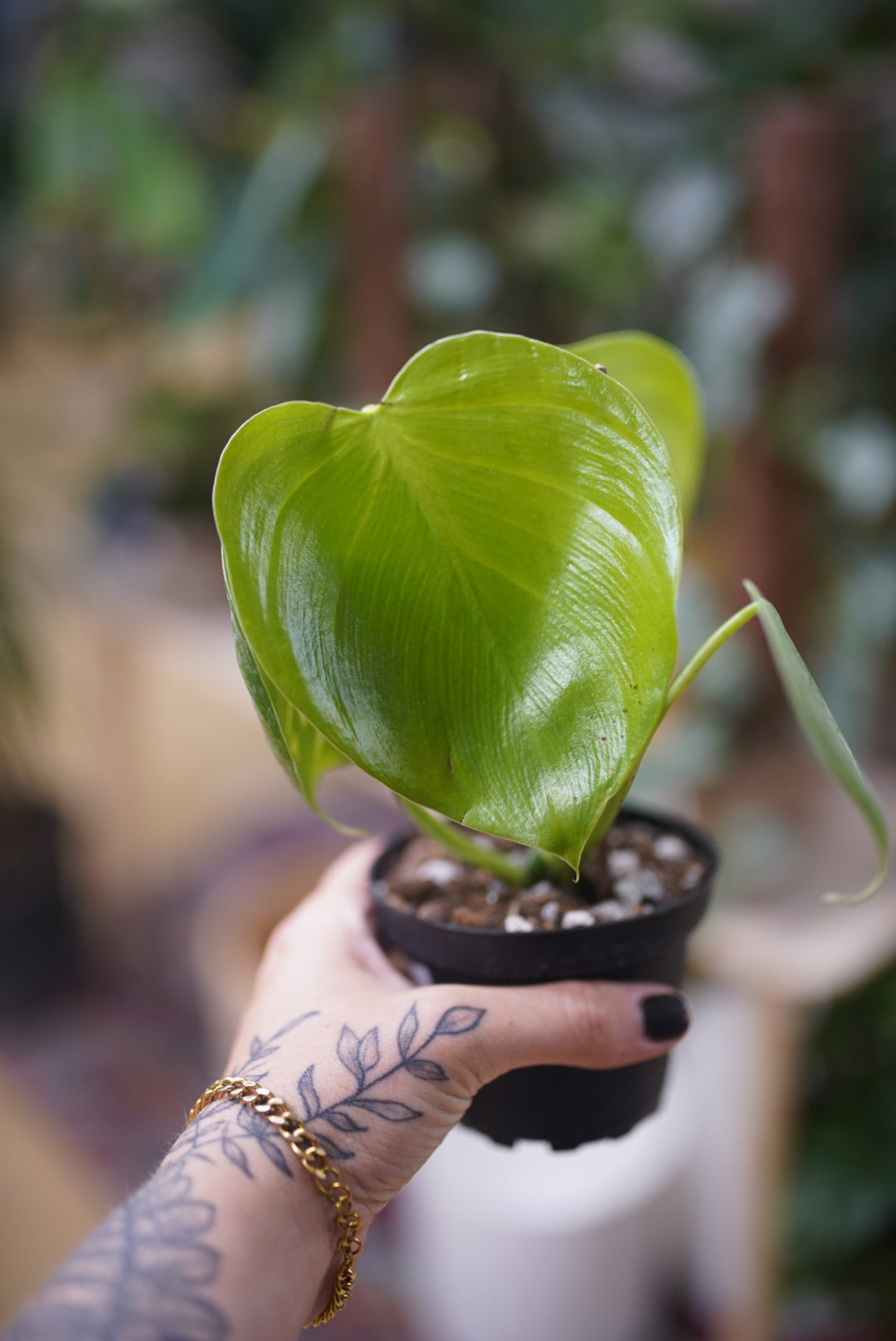 Philodendron grazielae 'Sparkling Heart'