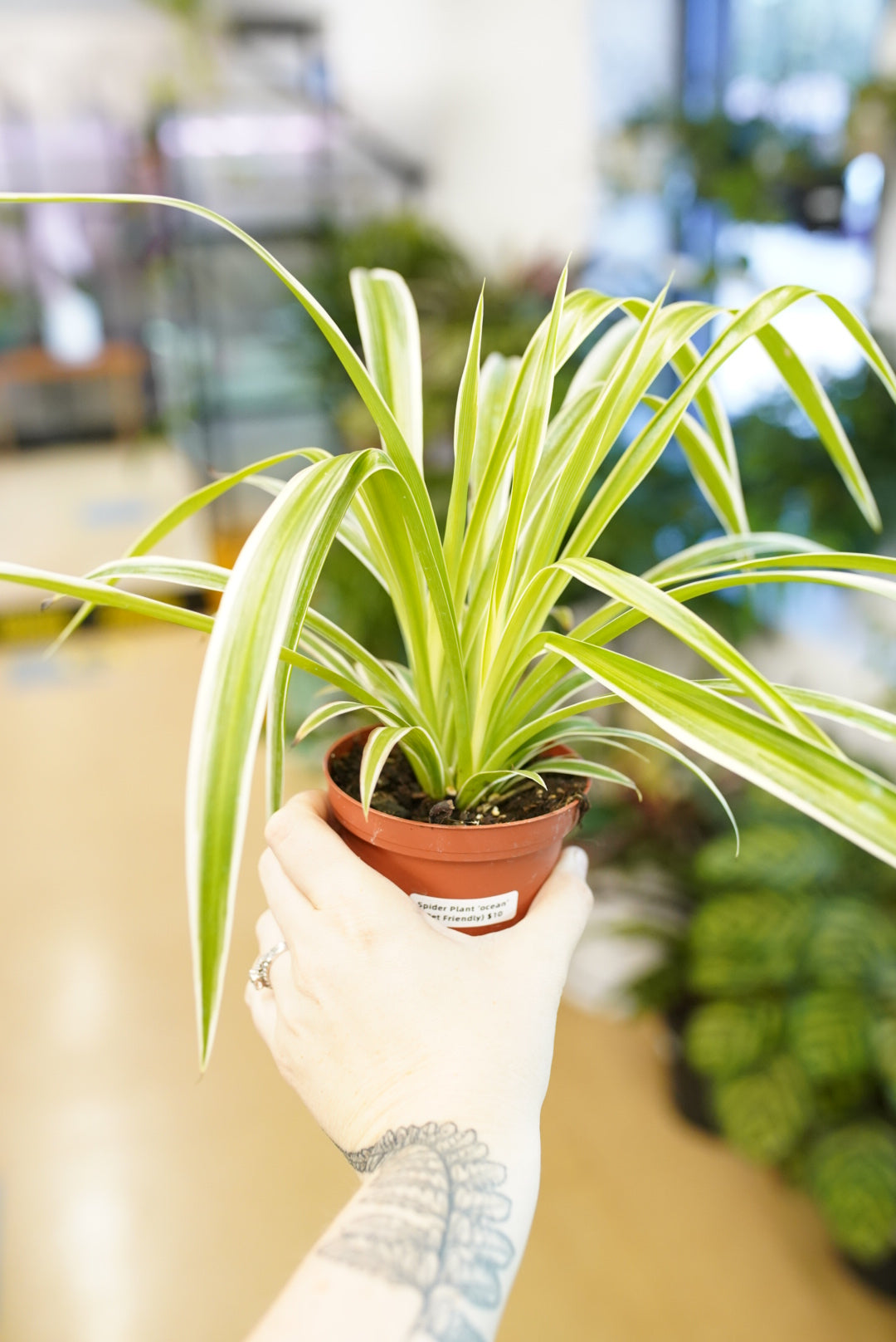 buy spider plant near me Ocean Spider Plant