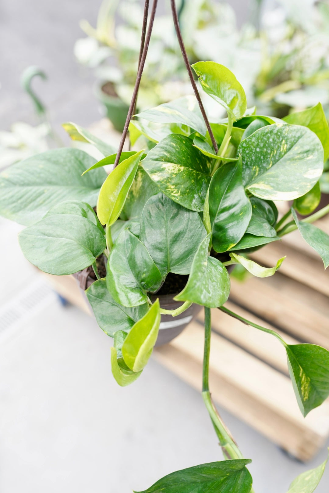 Epipremnum Aureum 'Golden' Pothos