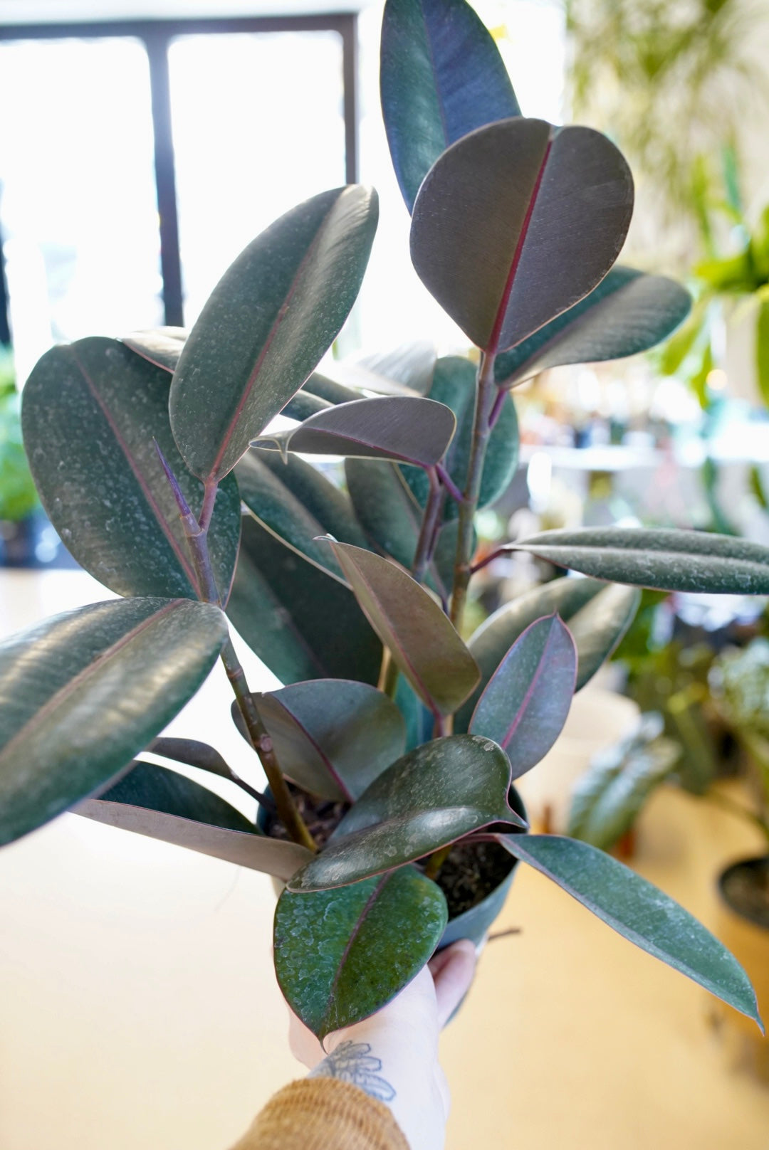 Ficus Elastica 'Burgandy' - Rubber Plant