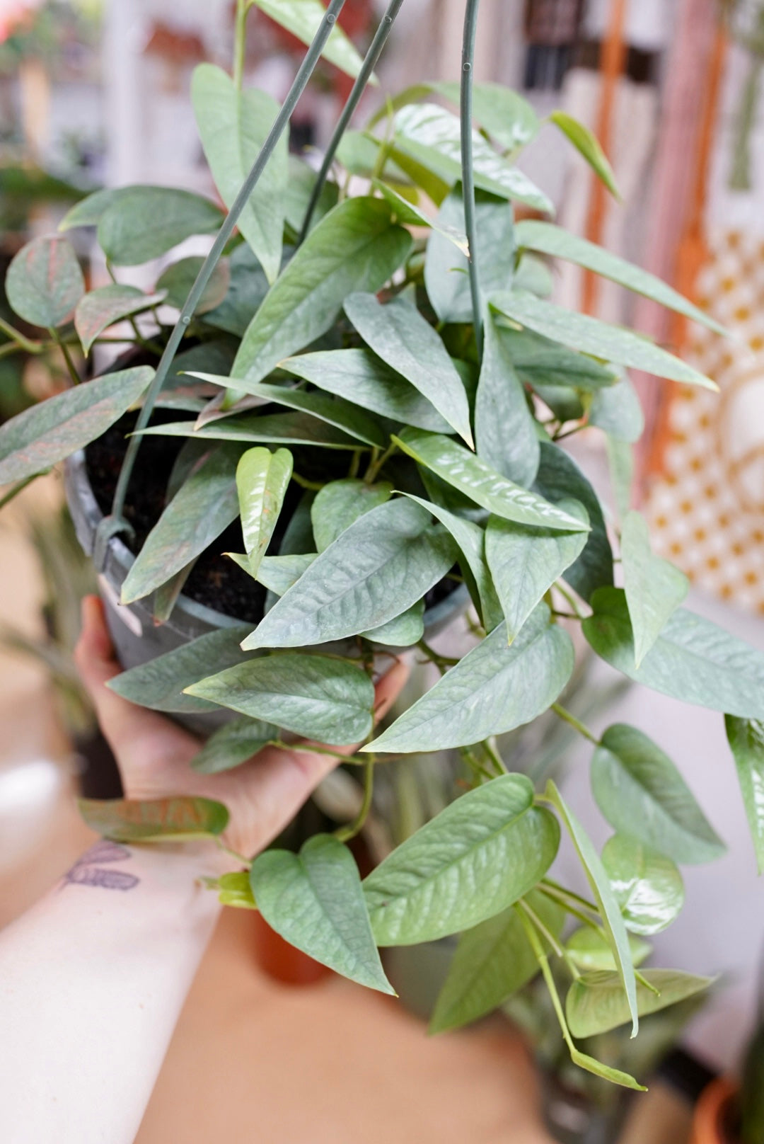 Cebu Blue Pothos | Epipremnum pinnatum