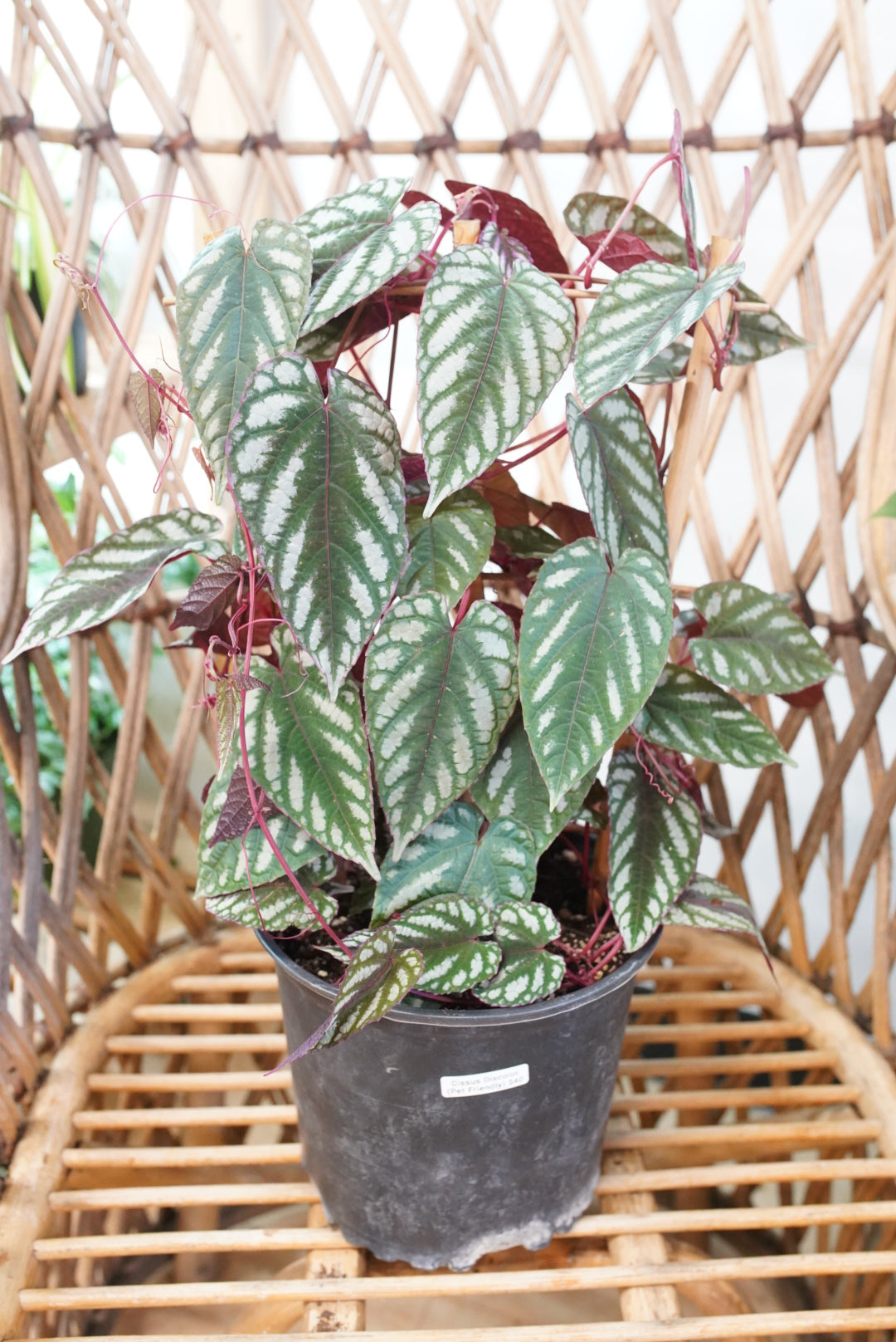 Cissus Discolor aka Rex Begonia Vine