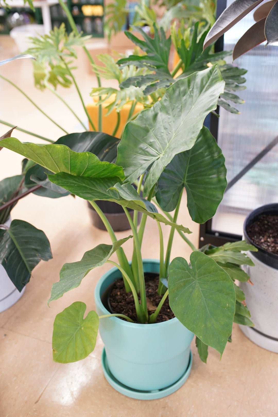 Alocasia Calidora