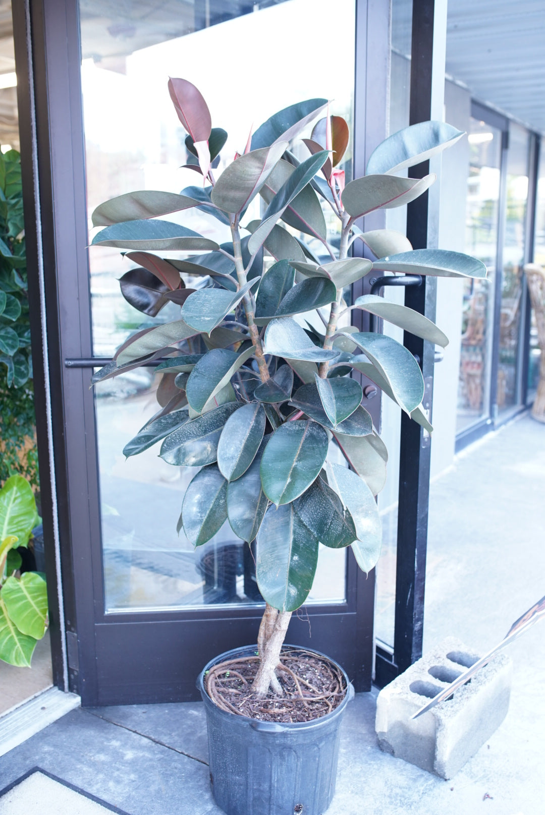 Ficus Elastica 'Burgandy' - Rubber Plant