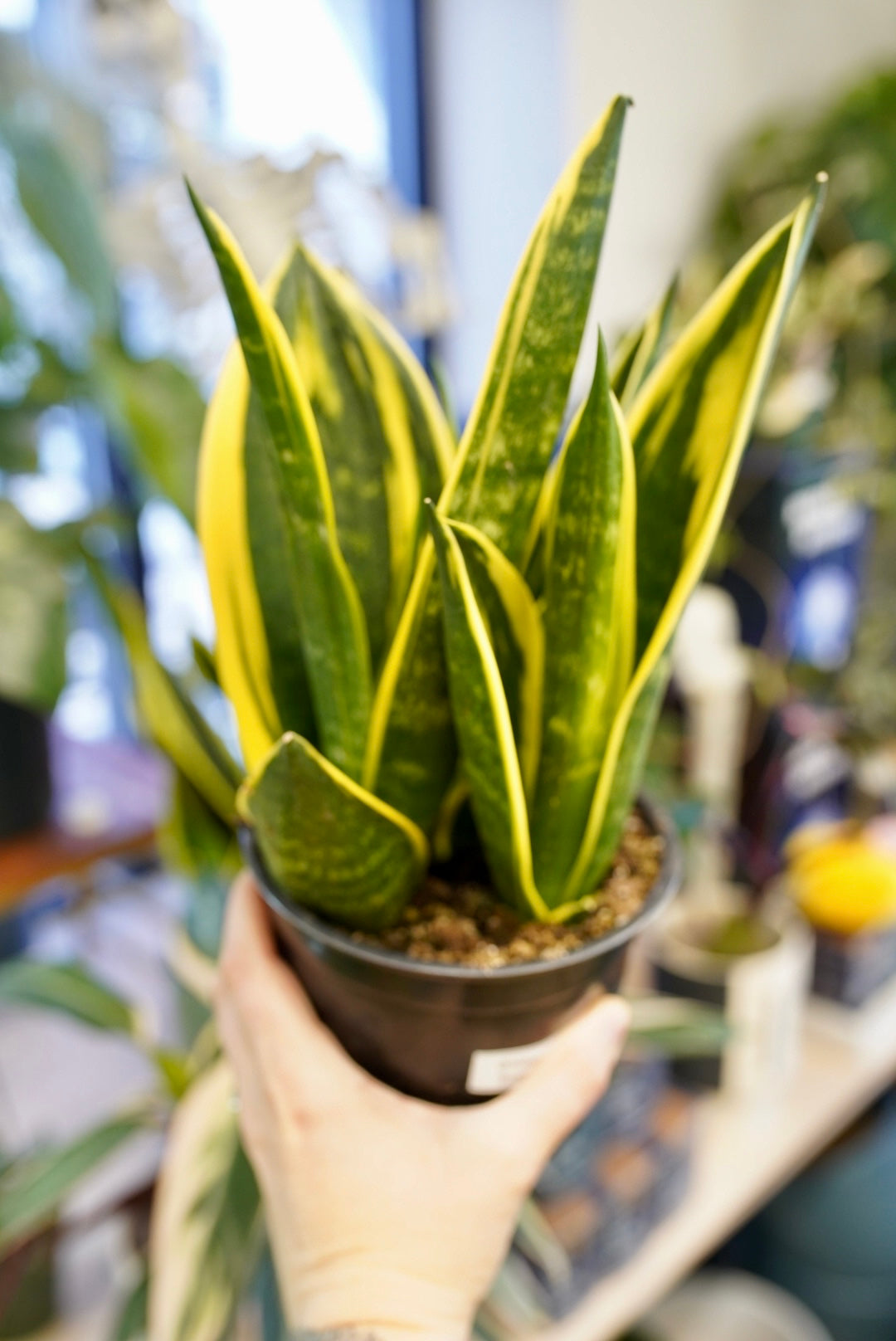 Sanseveria 'Golden Flame'