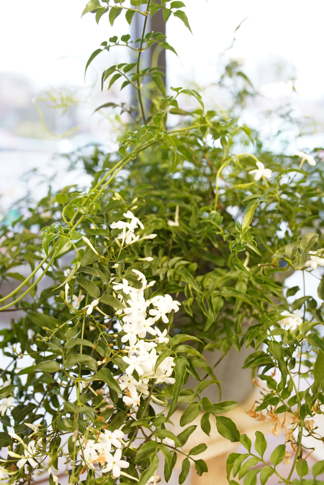 Jasmine-Pink Polyathum