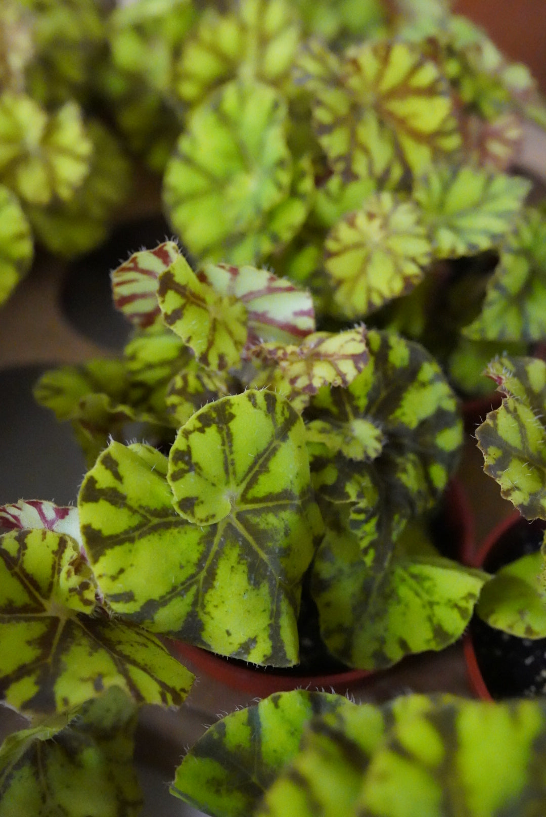 Begonia rex 'Zumba'