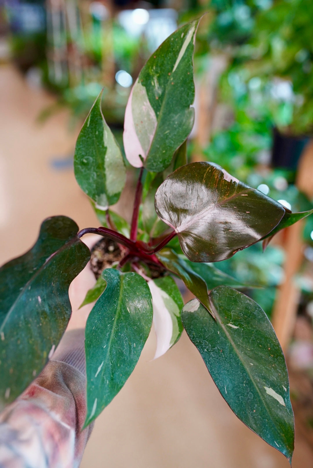 Philodendron Pink Princess