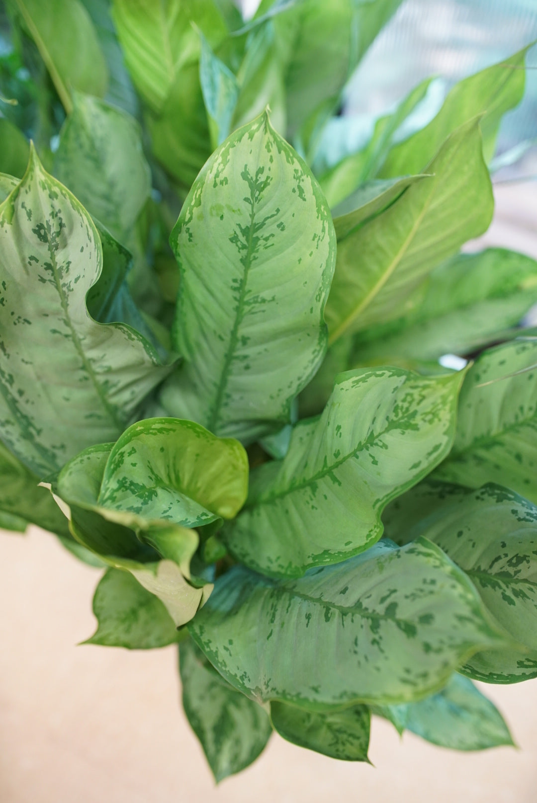 BJ Freeman Aglaonema | Chinese Evergreen