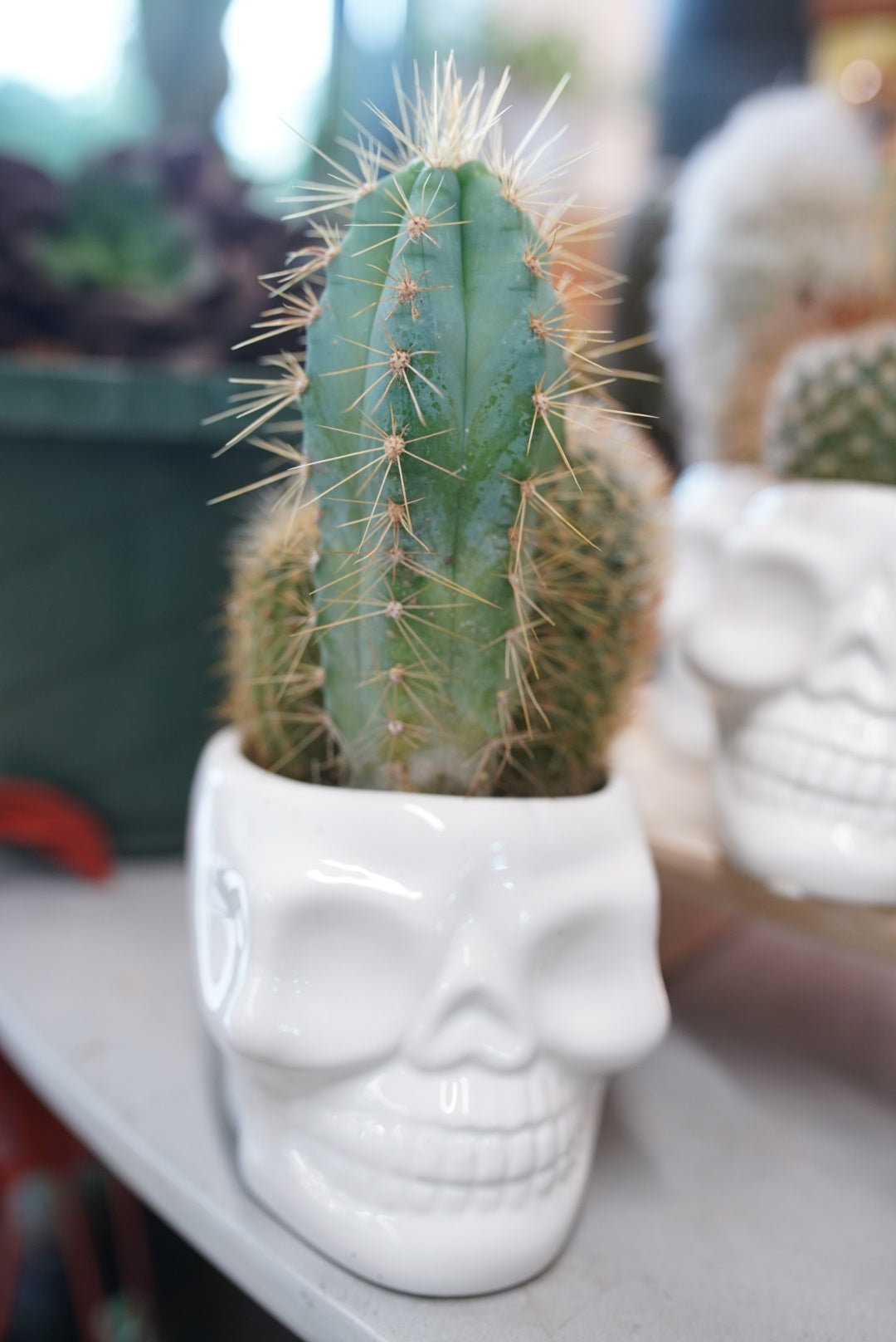 White Skull Cacti