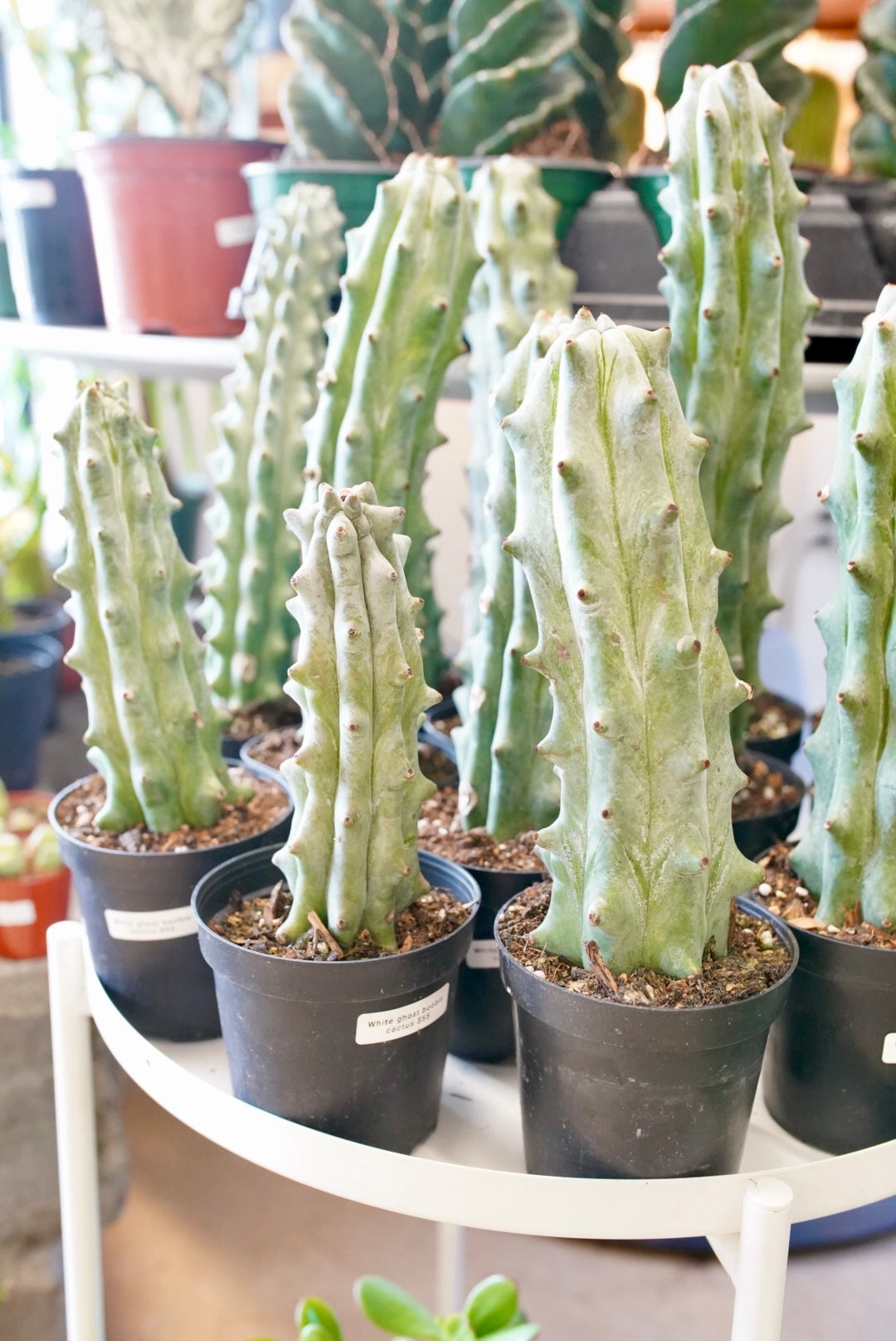 Ghost White Boobie Cactus