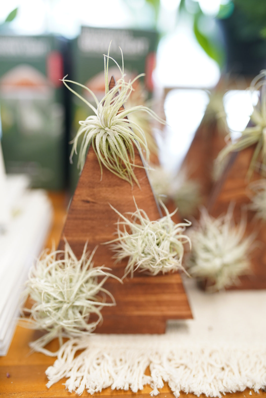 Tillandsia Holiday Tree