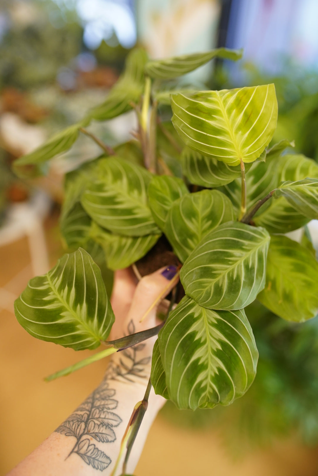 Maranta 'Cat Mustache' or aka Mint Chocolate