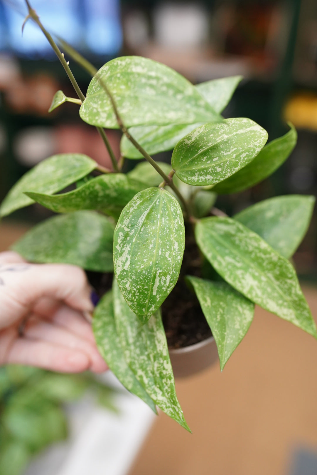 Hoya Rangsan 'Splash'