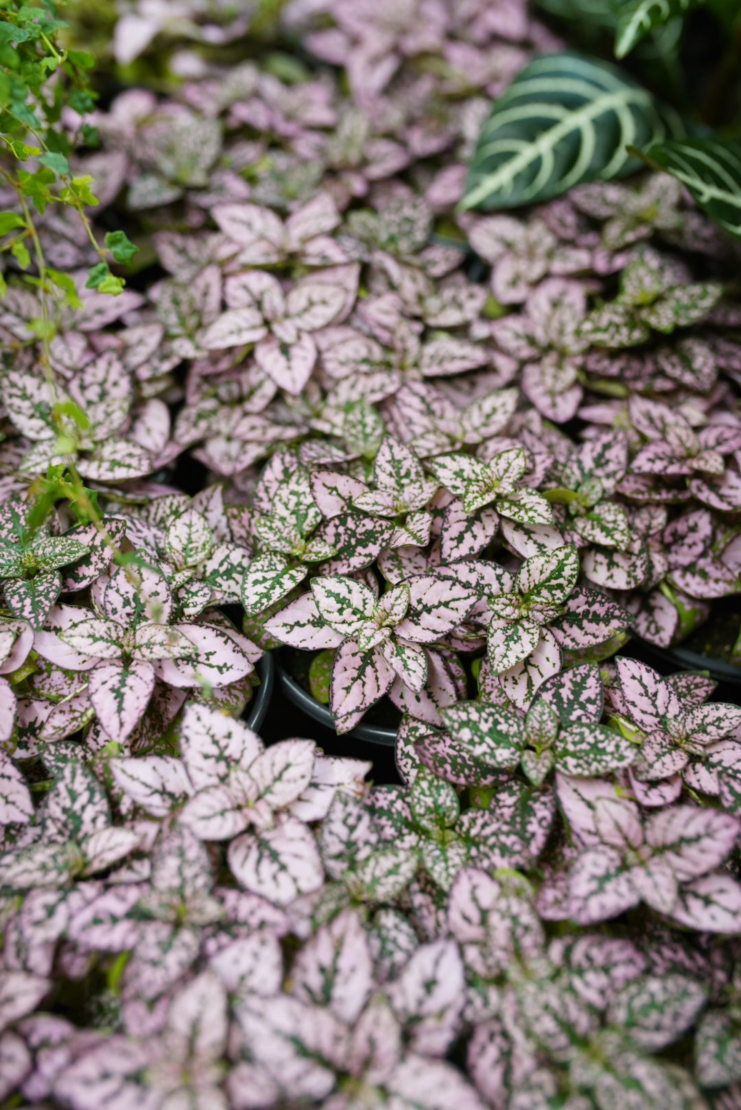 Hypoestes 'Splash Pink'