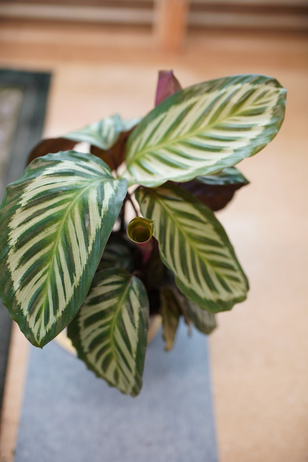 Calathea 'Veitchiana'