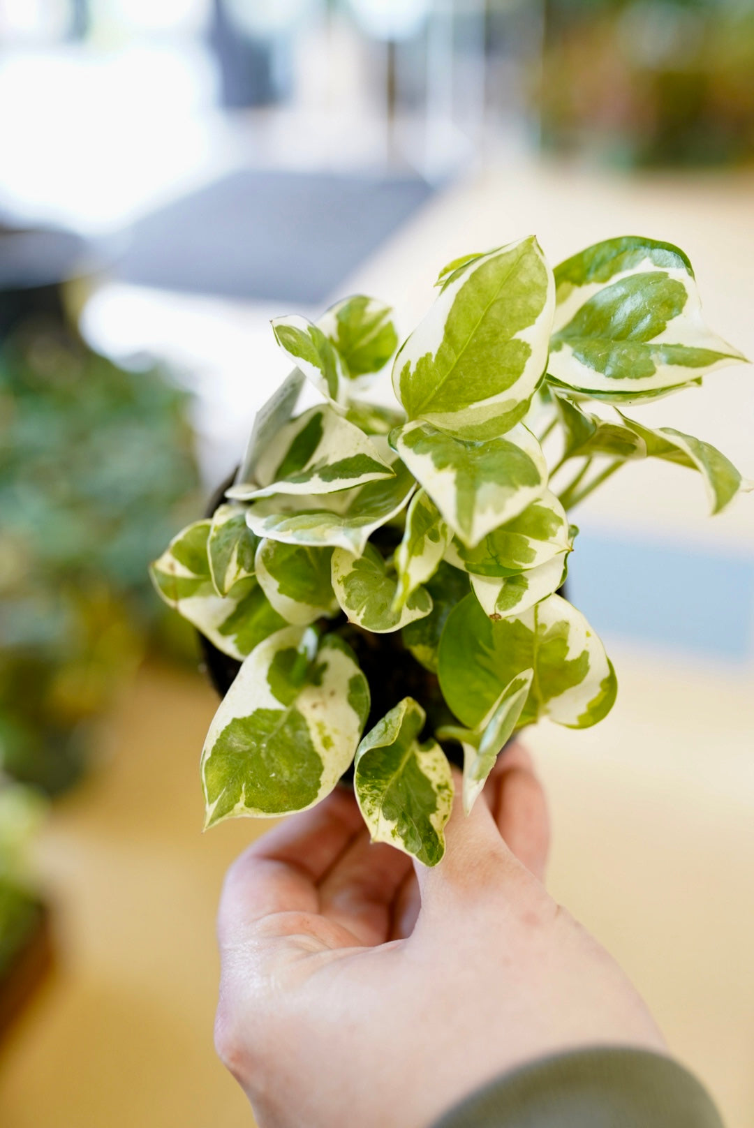 Epipremnum aureum 'N'Joy' Pothos