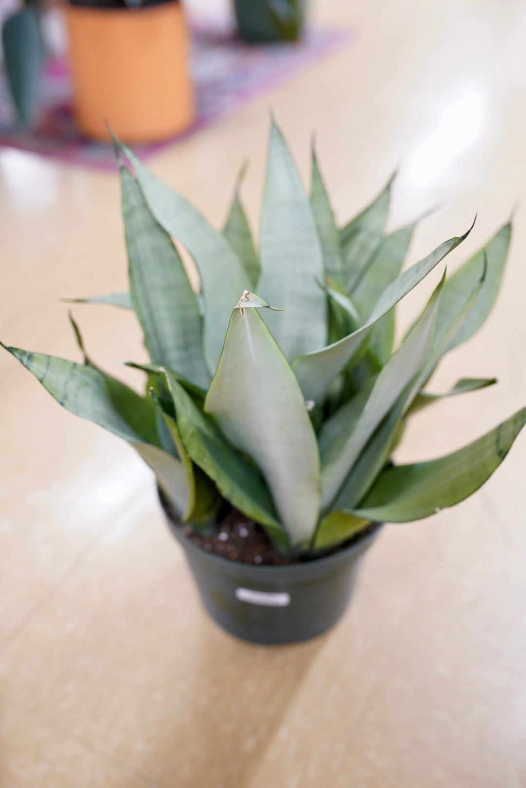 Sansevieria Trifasciata 'Moonshine'