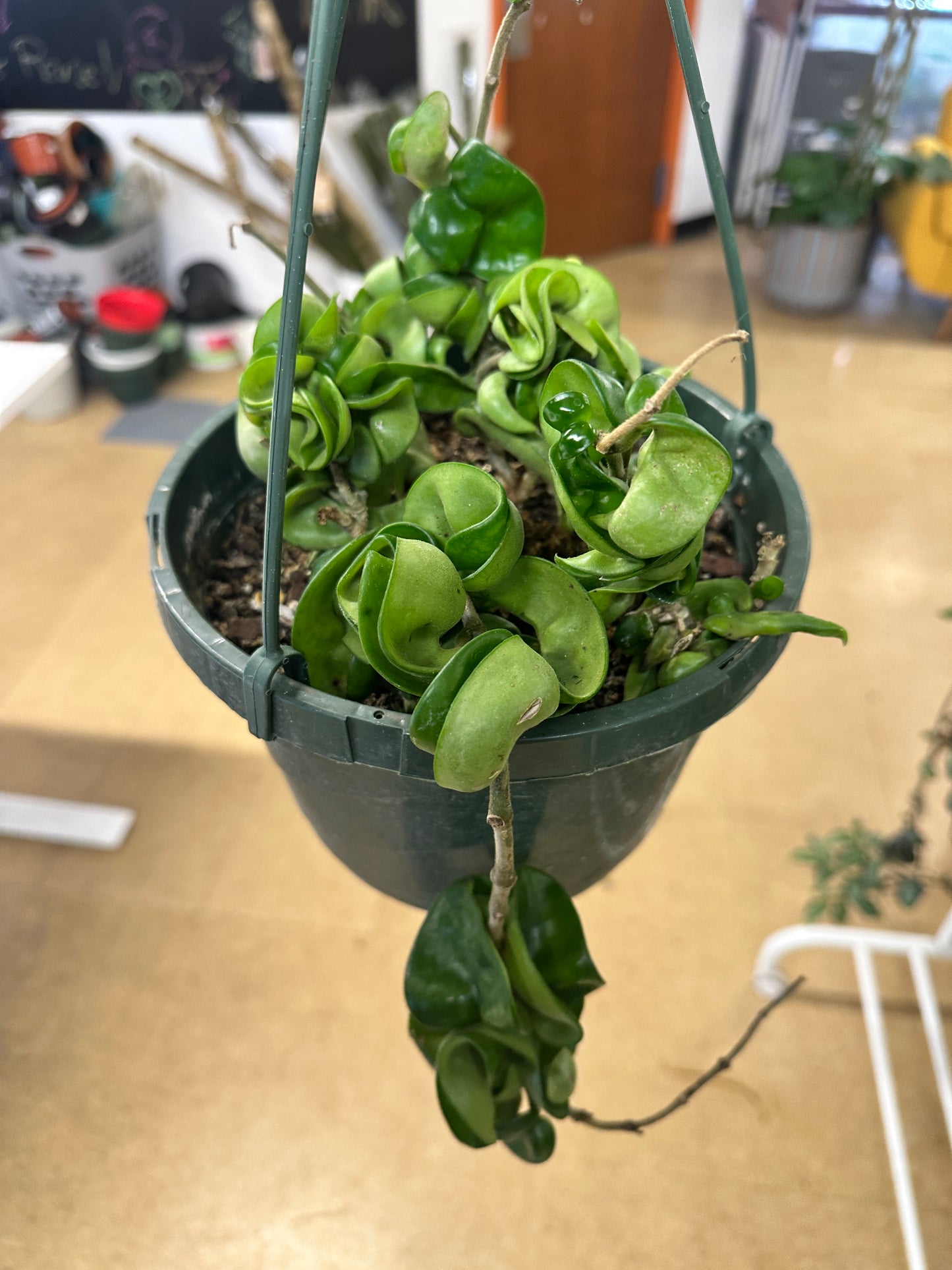 Hoya carnosa 'Compacta'