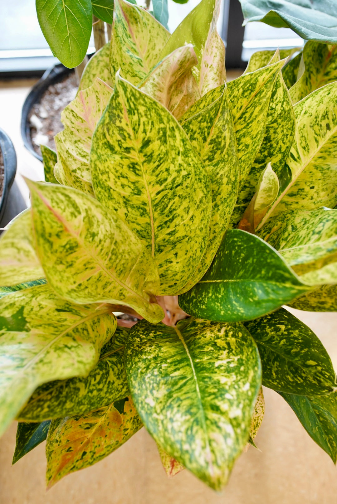 Aglaonema Dizzy Diamond