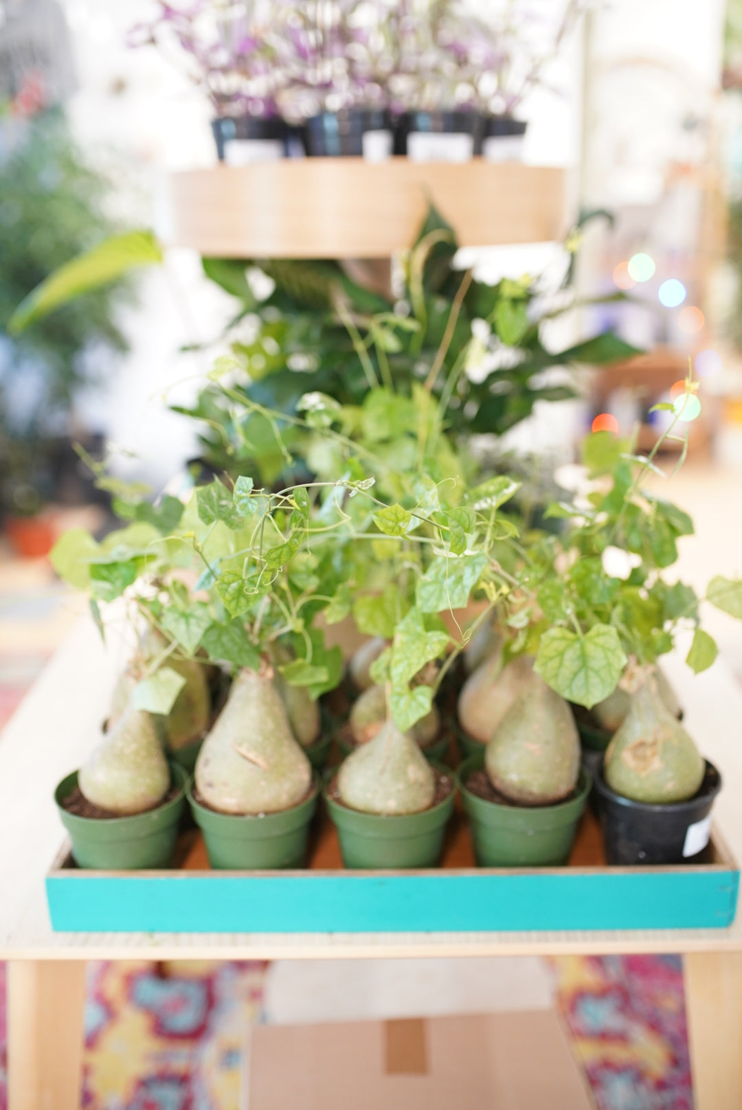 Gerrardanthus macrorhizus